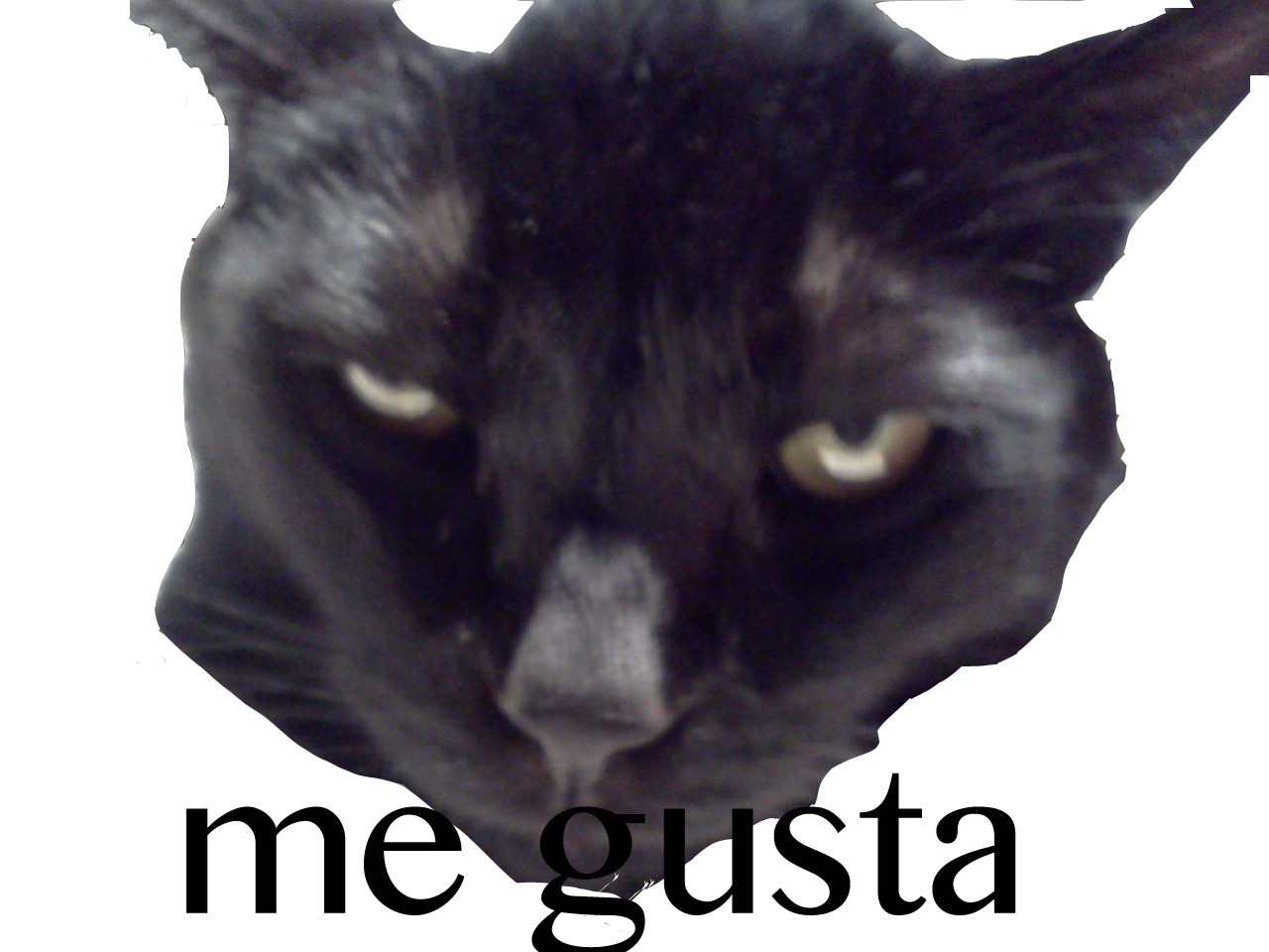 Me GUSTA CAT