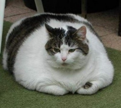 Obese-cat