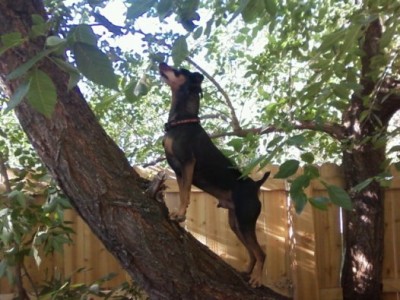 hobo-tree-climbing-w526h395