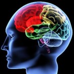human-brain-evolution
