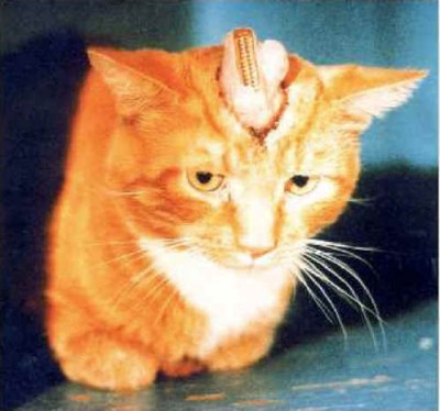 cat