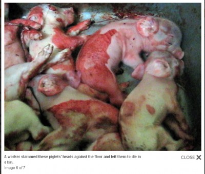 piglets
