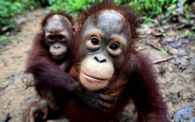 orangutan_1211883c