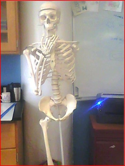 one-leg-pedophile skeleton
