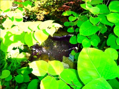 Pond