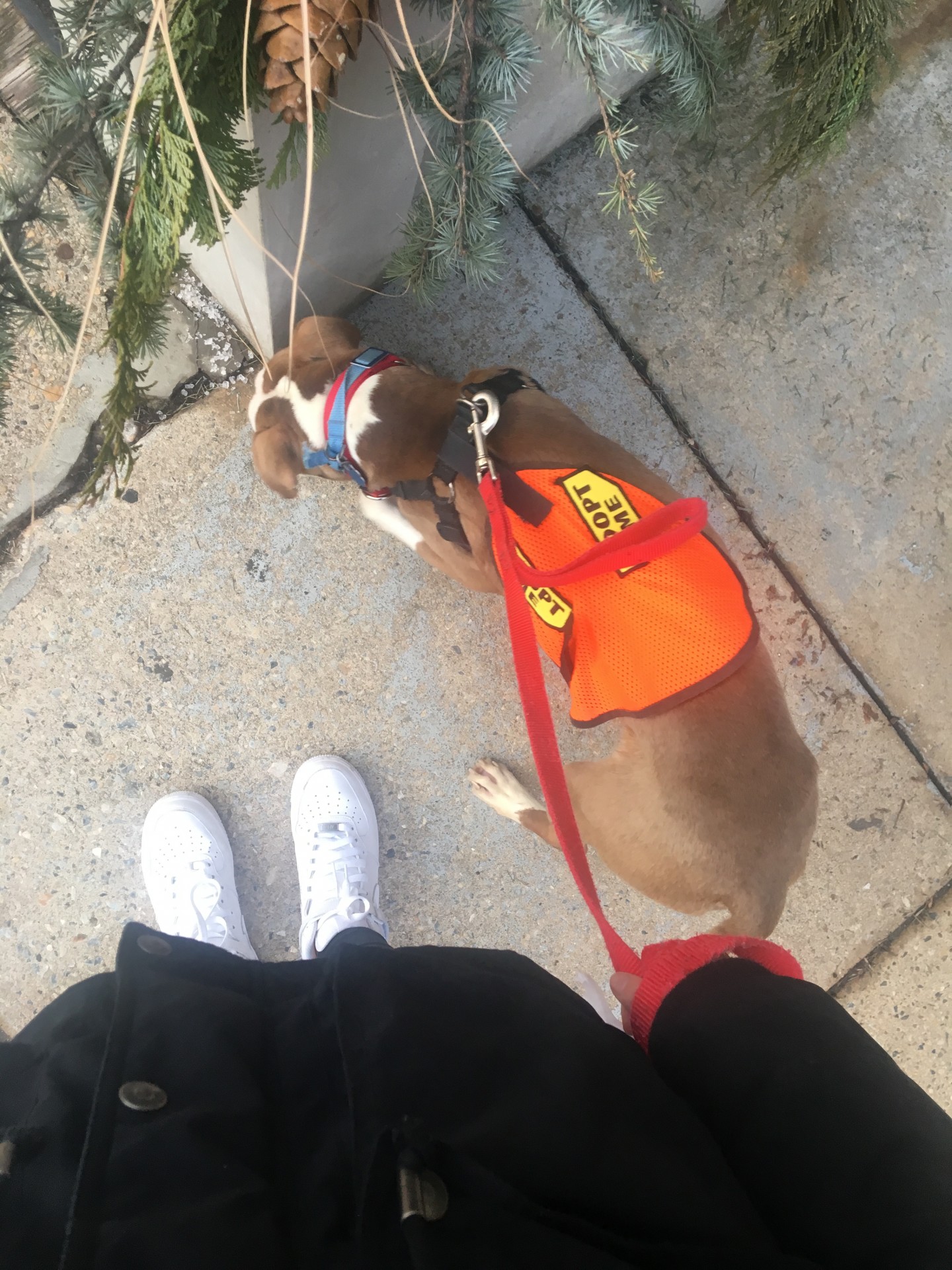 I walked dogs, they wore "adopt me" vests to attract people on the streets